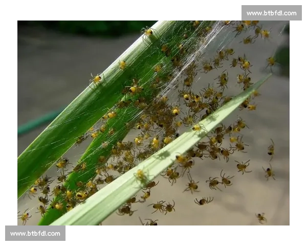 小蜘蛛的警示：世俱杯细节如丝，疏漏即失良机